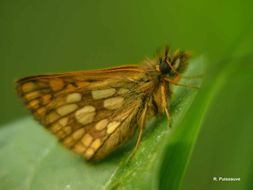 Image of chequered skipper