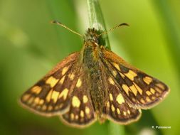 Image of chequered skipper