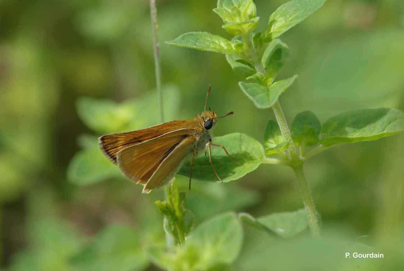 Image of lulworth skipper