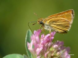 Image of lulworth skipper