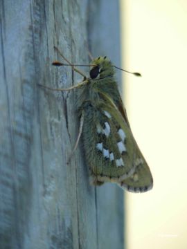 Image of Common Branded Skipper