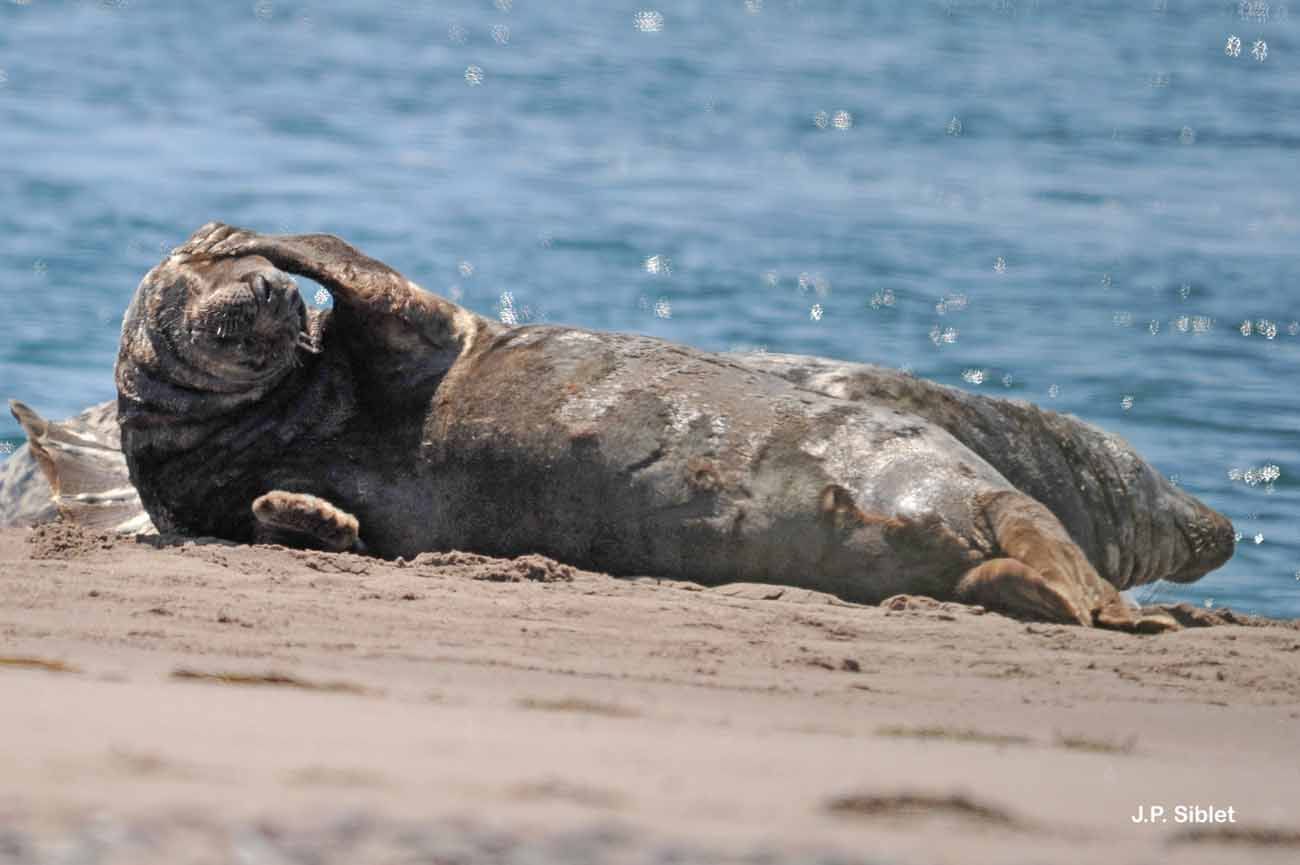 Image of Grey Seal