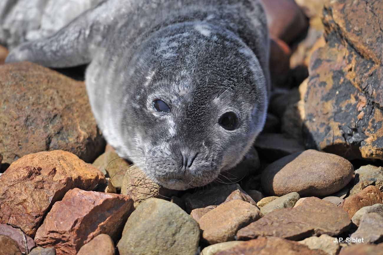 Image of Grey Seal