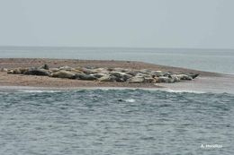 Image of Grey Seal