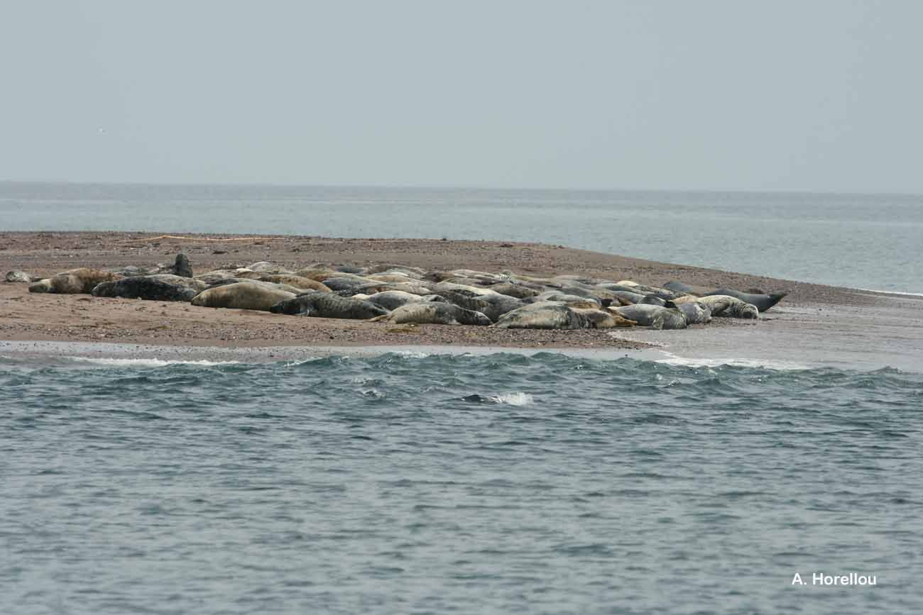 Image of Grey Seal