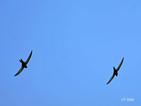 Image of swift, common swift