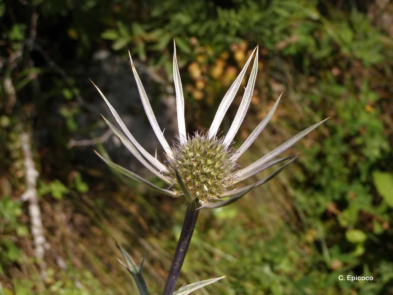 Eryngium bourgatii Gouan resmi