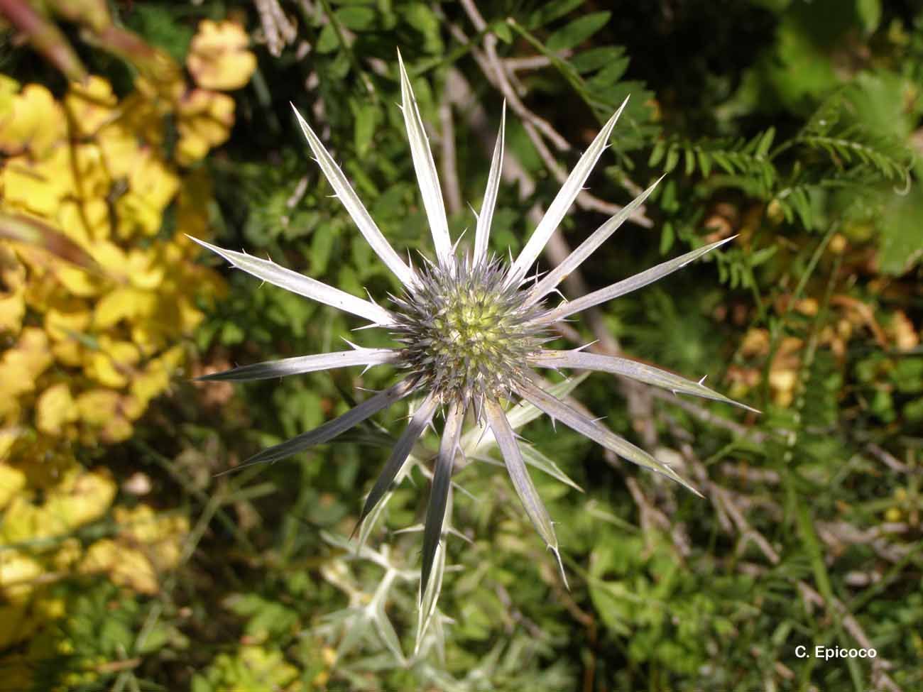 Eryngium bourgatii Gouan resmi