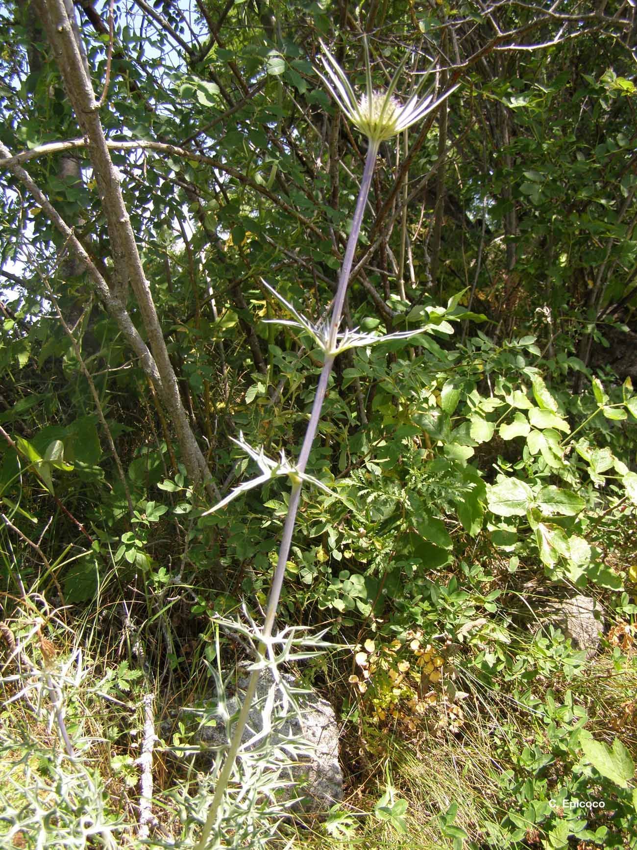 Imagem de Eryngium bourgatii Gouan