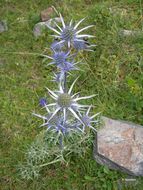 Eryngium bourgatii Gouan resmi