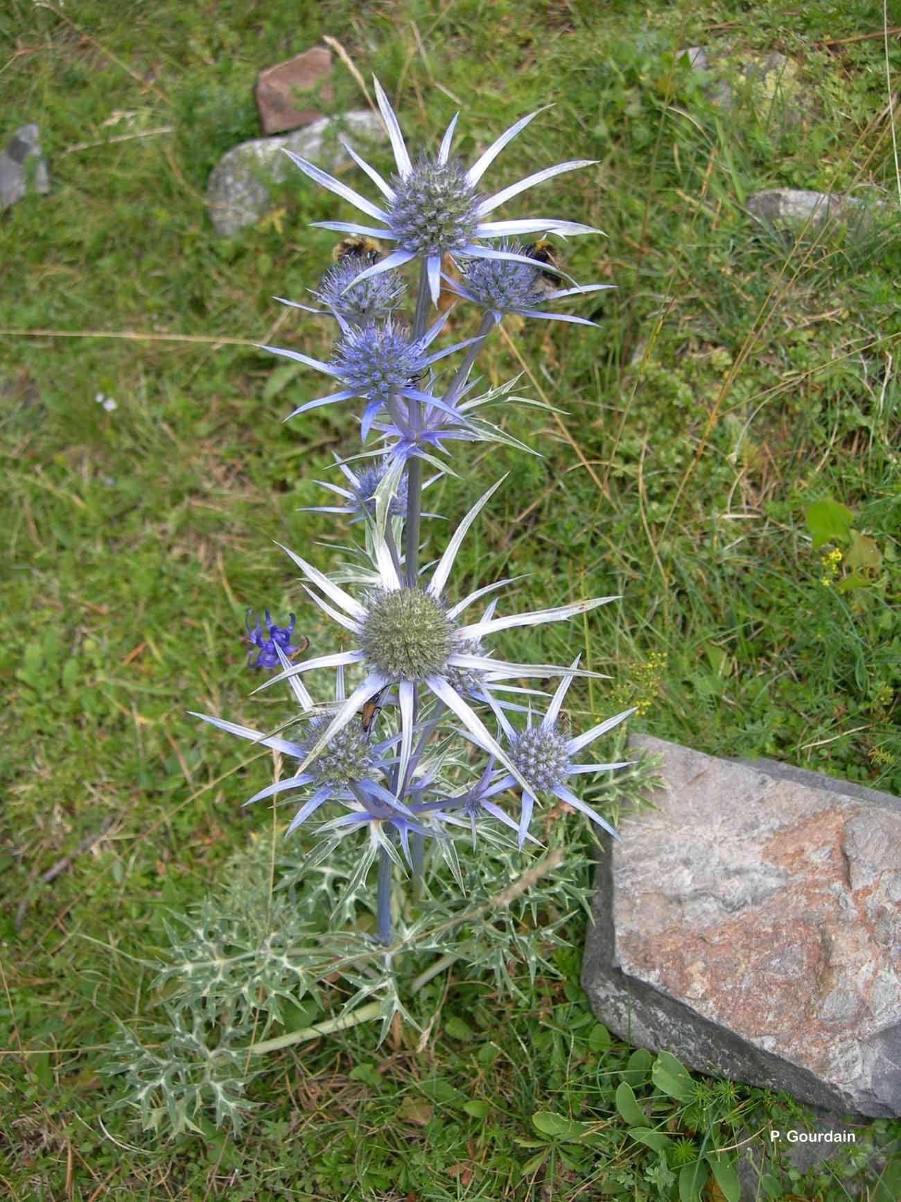 Imagem de Eryngium bourgatii Gouan