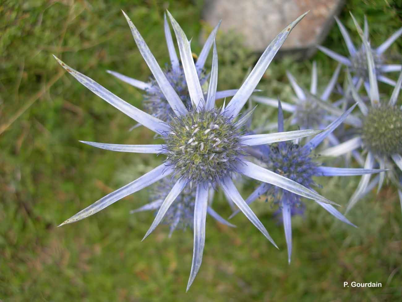 Imagem de Eryngium bourgatii Gouan