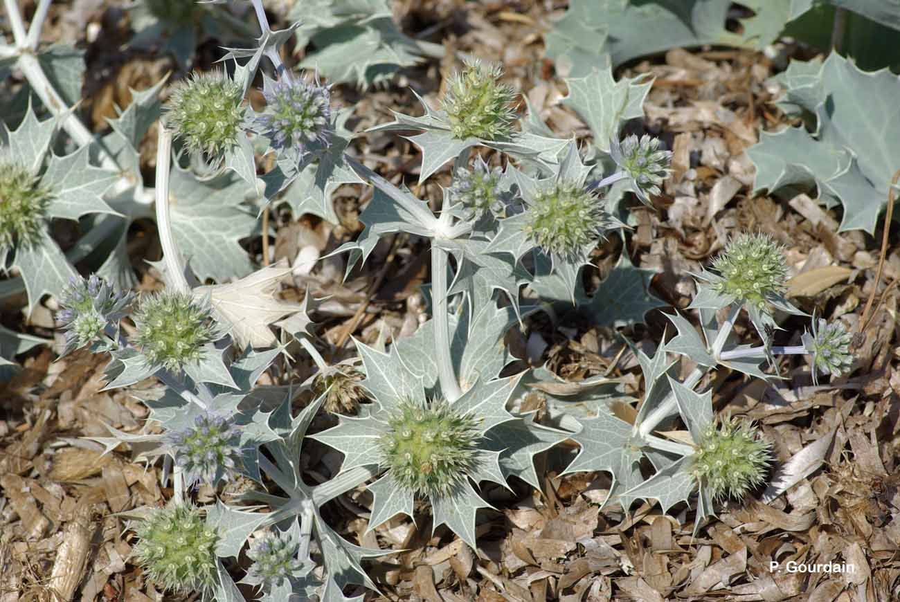 Eryngium maritimum L. resmi