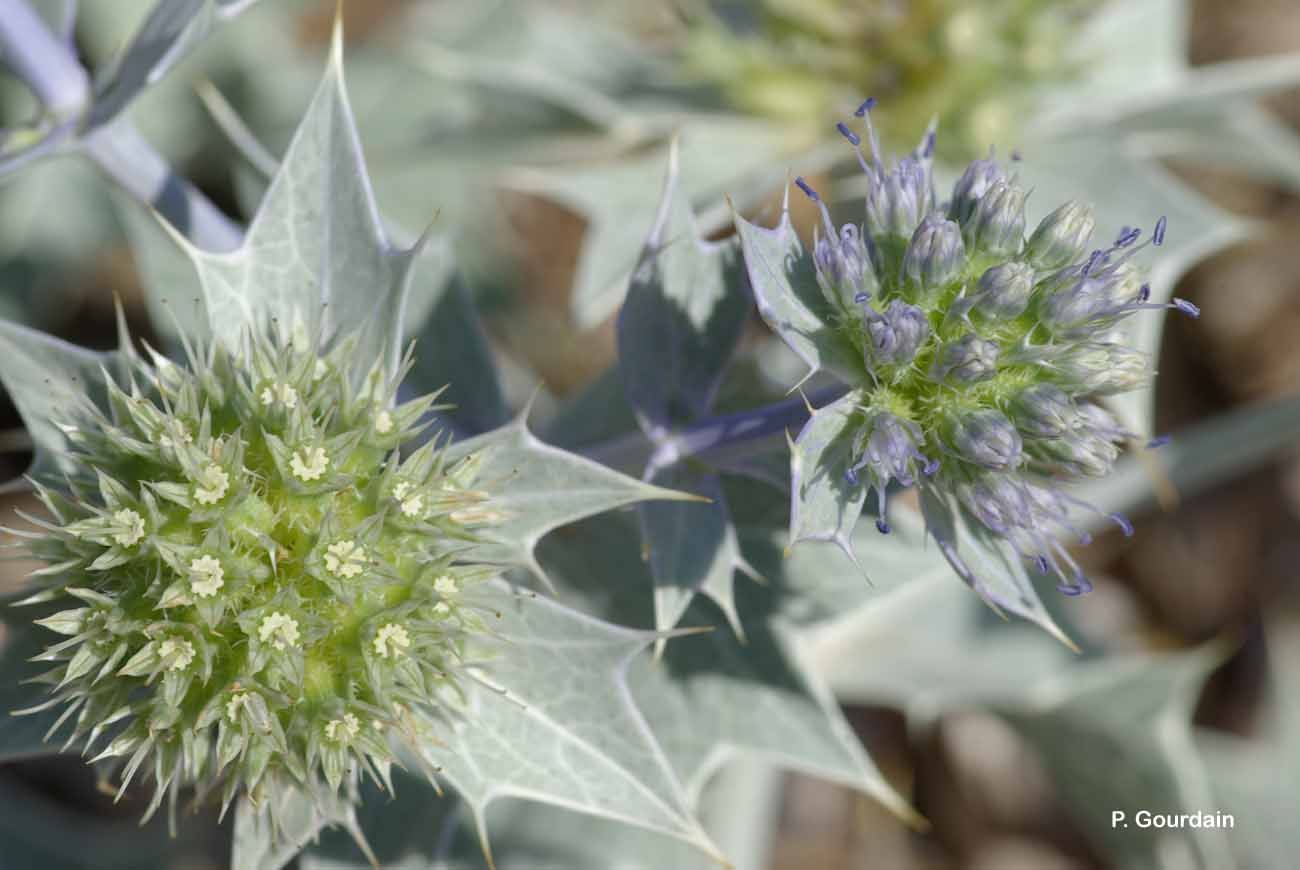 Eryngium maritimum L. resmi