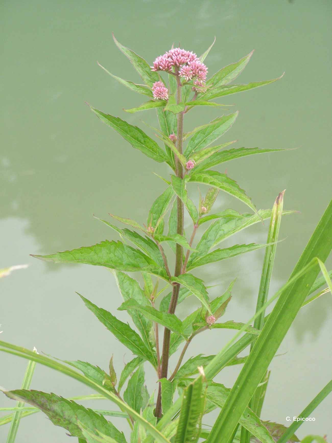 Image of hemp agrimony