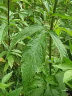 Plancia ëd Eupatorium cannabinum L.