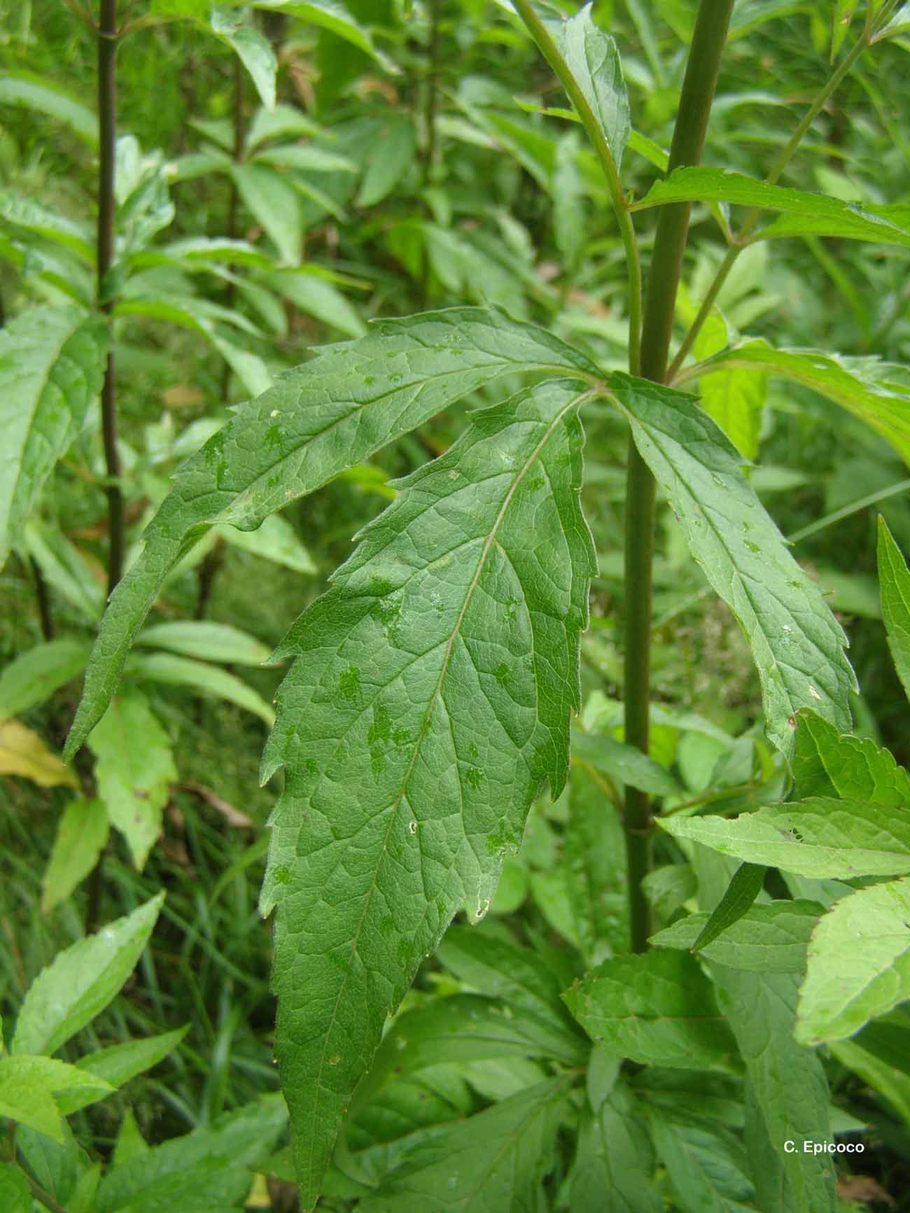 Plancia ëd Eupatorium cannabinum L.