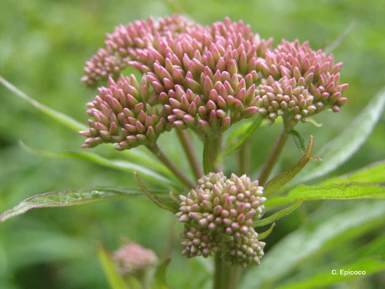 Plancia ëd Eupatorium cannabinum L.