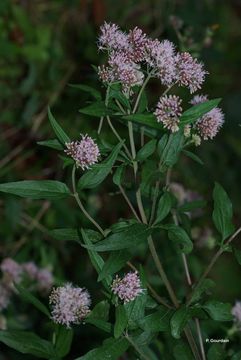 Image of hemp agrimony