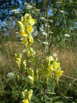 Image of Common Toadflax