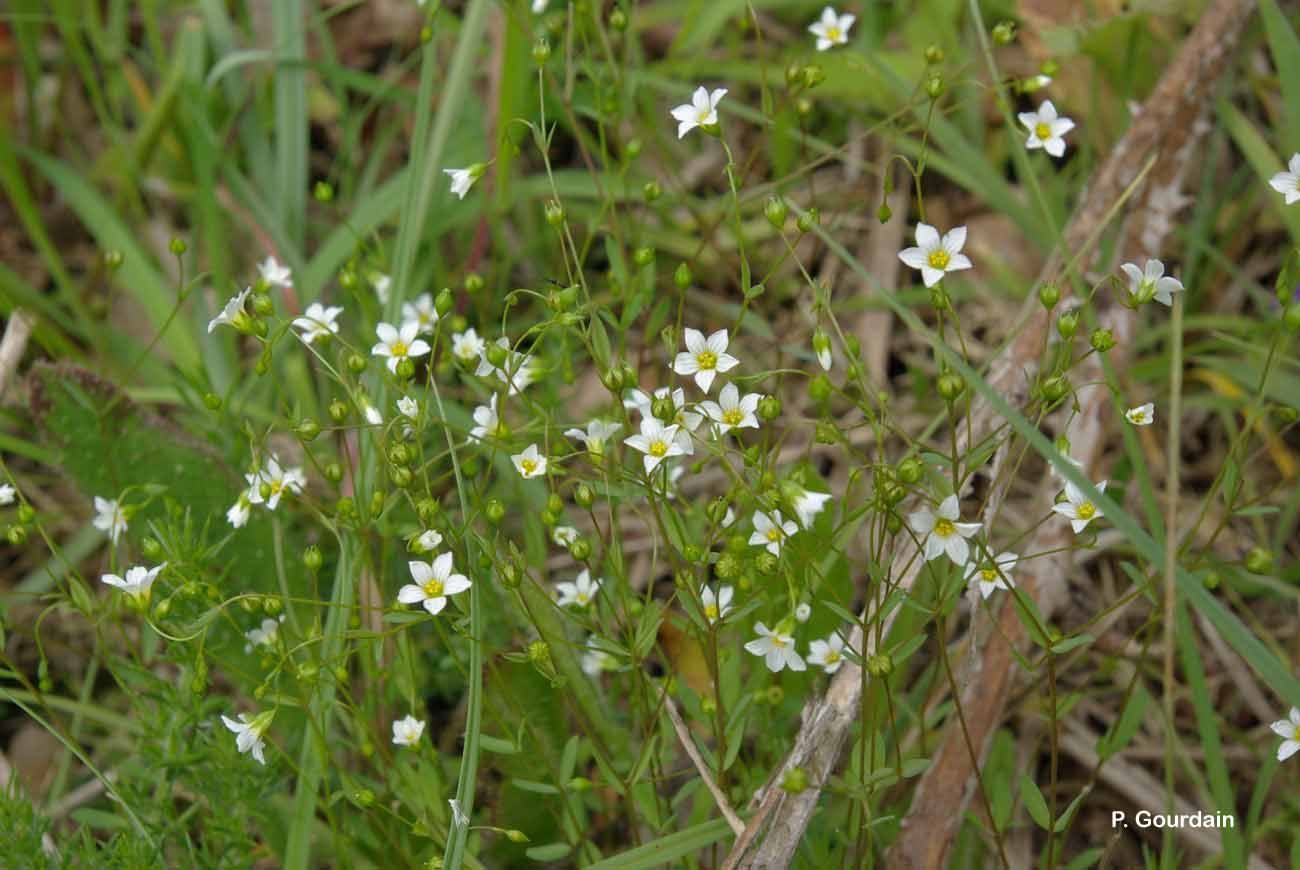 Image of purging flax, fairy flax