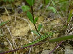 Image of purging flax, fairy flax