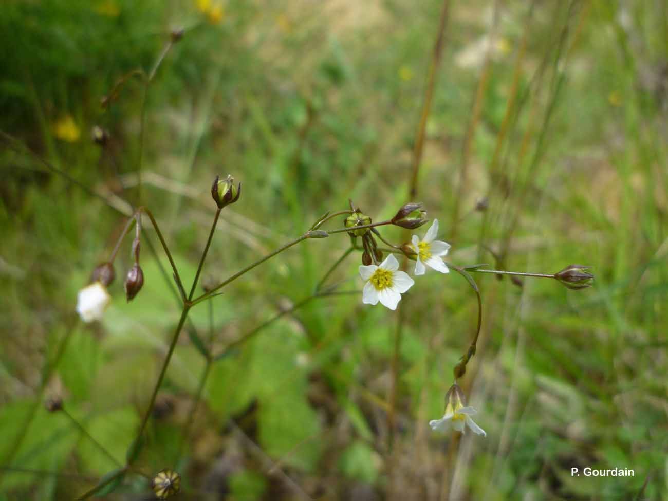 Image of purging flax, fairy flax