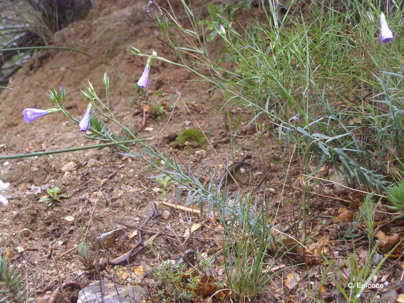 Image of Blue flax