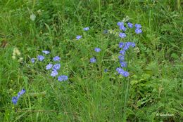 Image of common flax