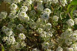 Plancia ëd Lobularia maritima (L.) Desv.