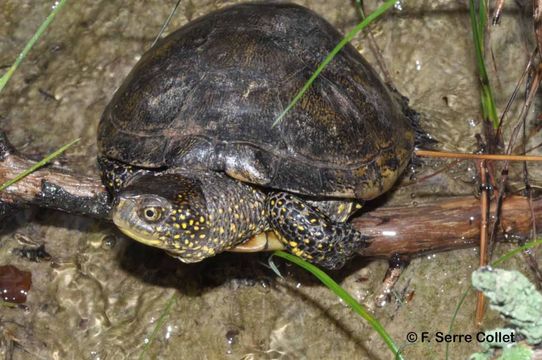 Image of European Pond Turtle