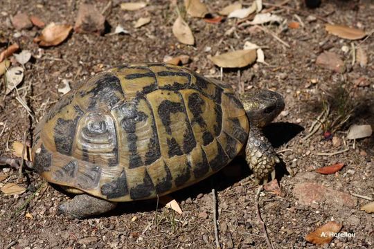 Imagem de Testudo hermanni Gmelin 1789