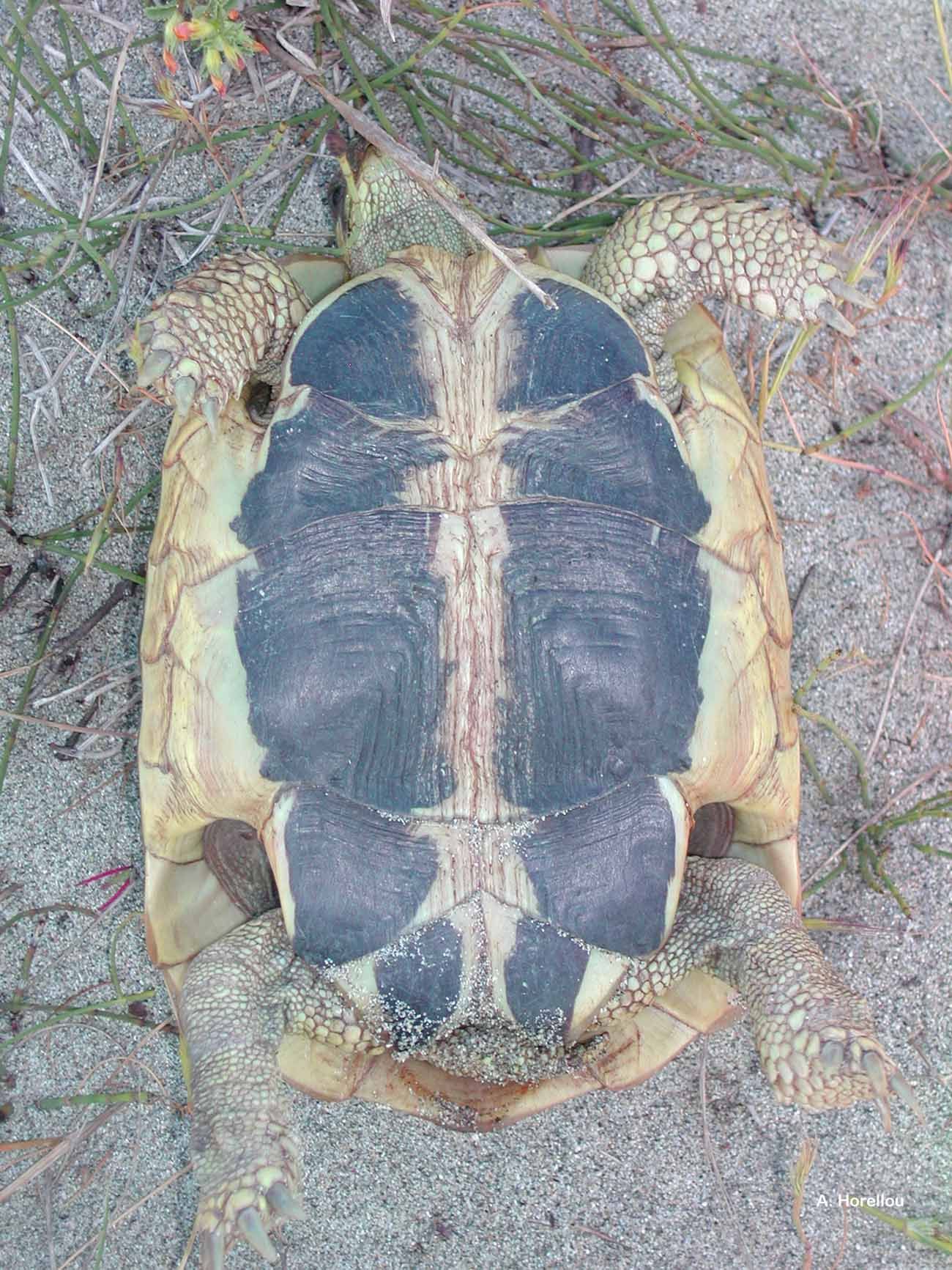 Image of Hermann's Tortoise