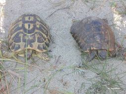 Image of Hermann's Tortoise