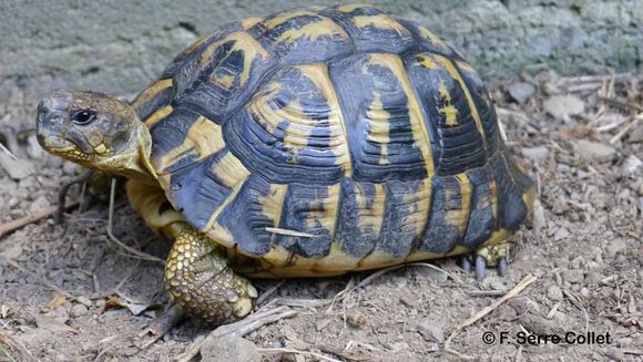 Image of Hermann's Tortoise