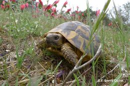 Image of Hermann's Tortoise