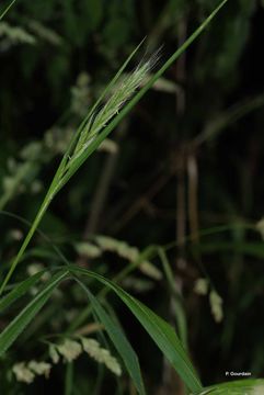 Imagem de Brachypodium sylvaticum (Huds.) P. Beauv.