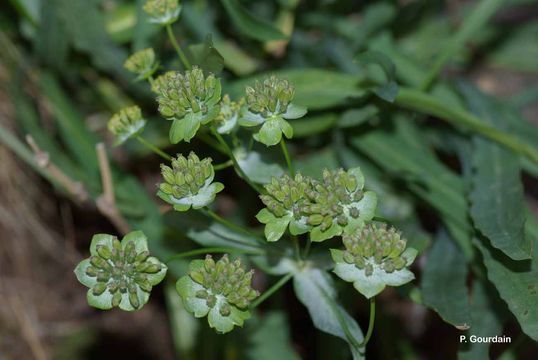 Bupleurum stellatum L. resmi