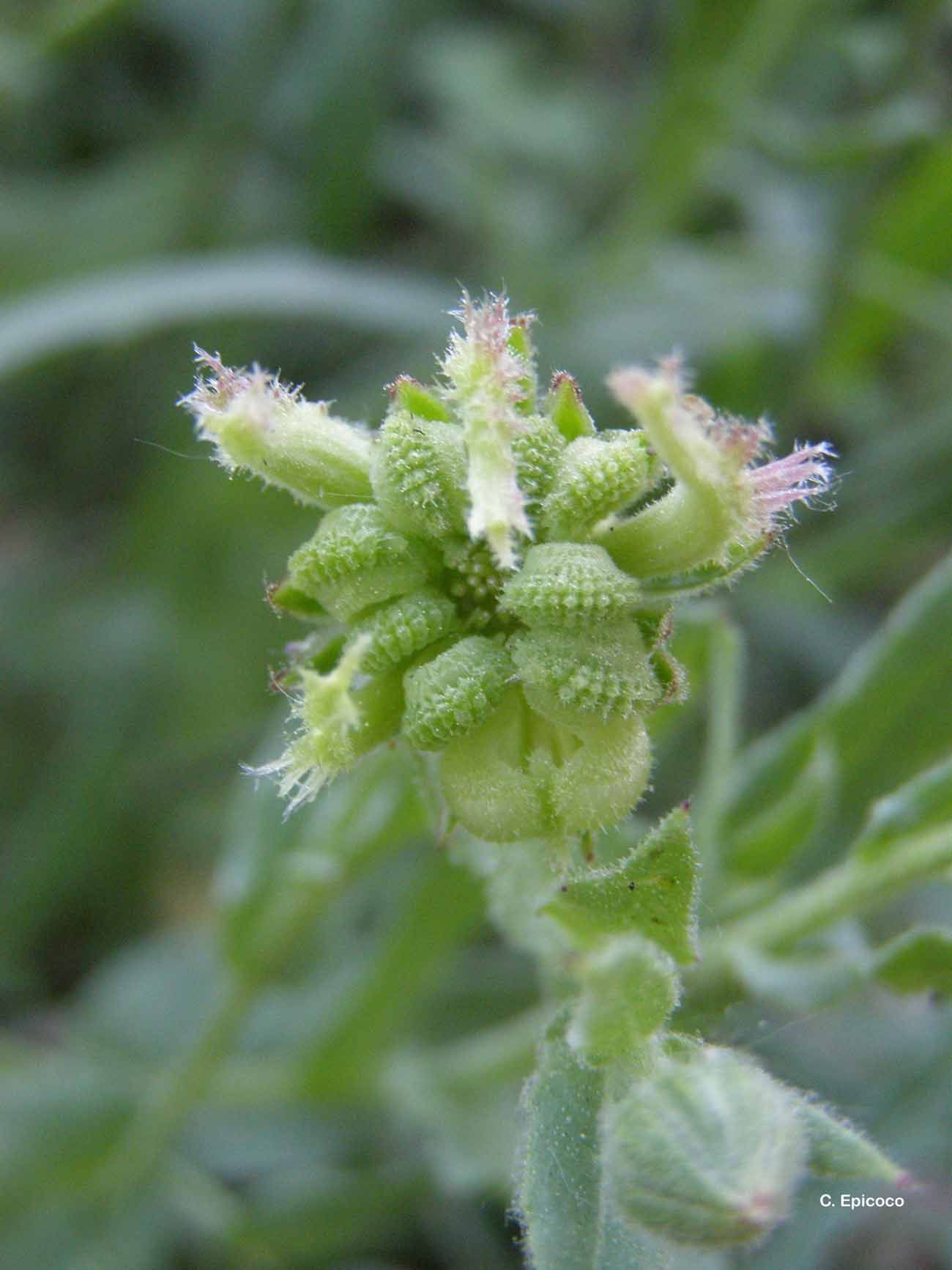 Image of field marigold