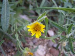 Image of field marigold