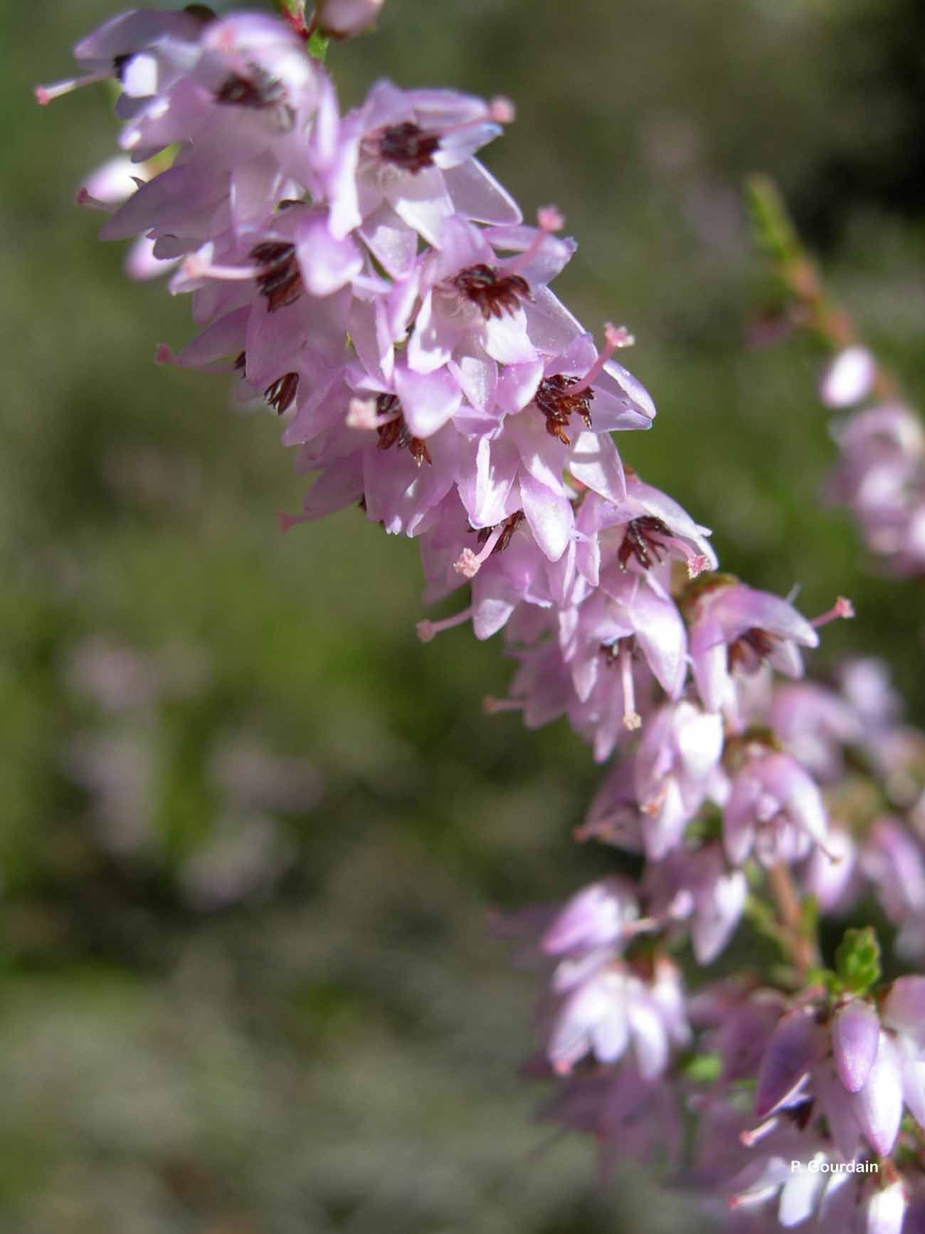 Image of Heather