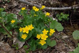 Image of Marsh-marigold