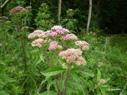 Image of hemp agrimony