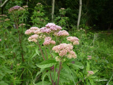 Plancia ëd Eupatorium cannabinum L.