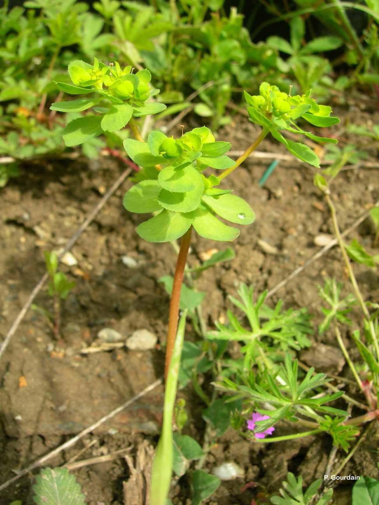 Image of madwoman's milk