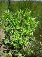 Image of caper spurge