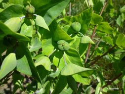 Image of caper spurge