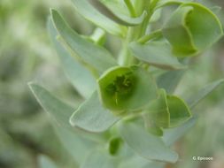 Image of sea spurge