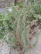 Image of sea spurge