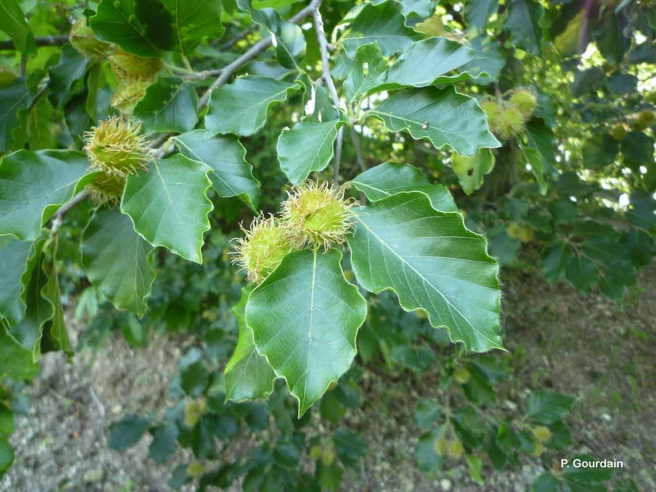 Image of European beech